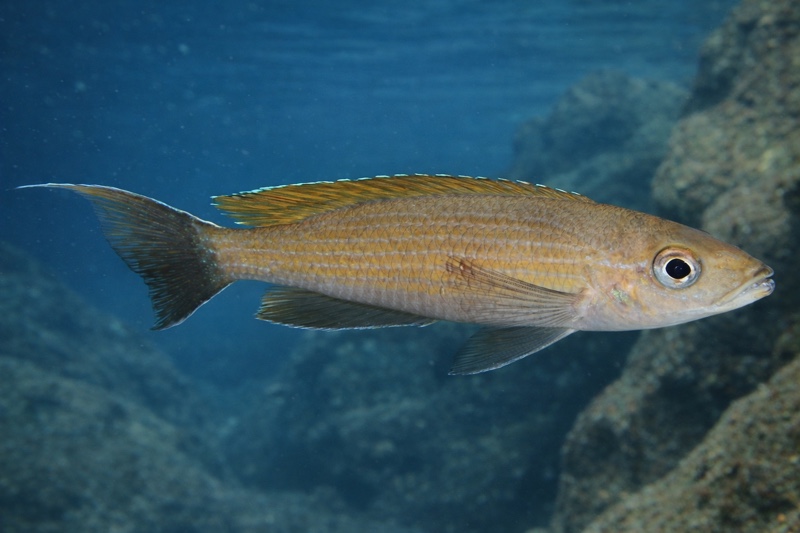 Paracyprichromis brieni 'Mboko Island'